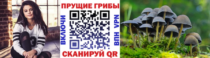 Галлюциногенные грибы Psilocybine cubensis  Сураж 